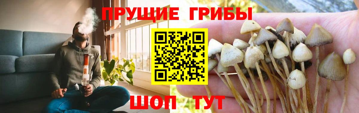 Благовещенск  Псилоцибиновые грибы GOLDEN TEACHER  Вход с VPN  Галлюциногенные грибы Cubensis 